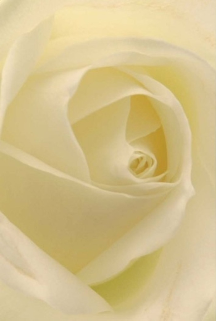 Close inspection of this classic white rose, arranged by a Beckton florist, reveals a tapestry of luminous layers and subtle detail. The petals, ranging from creamy-white to near-translucent at their edges, fold gently inwards, their arrangement a tribute to both the wisdom of nature and the skilled craftsmanship found in the flower shops along Tollgate Road. Light filters over the bloom, glinting softly and imbuing each layer with a pearl-like glow that alludes to dawn breaking over the Thames Barrier Park nearby. The textures shift from a matte smoothness to a delicate, almost silk-like velvet, inviting you to imagine the sensation of tracing each infinitesimal curve. Shadows nestle inside the spiral, adding depth and a fleeting sense of mystery to the rose's heart. It's an image of tranquility and timelessness-a bloom selected for moments where words may falter, such as extending sympathy, apologizing sincerely, or celebrating a quiet wedding anniversary. There is an unmistakable air of gentle resilience in the perfection of its core, and a serene, pure fragrance that floats unseen. Every aspect, from colour gradation to petal alignment, speaks of a meticulous process rooted in Beckton's caring community-a blossom shaped by hands that understand how to honor both floral artistry and local tradition. This rose is not just a flower but a gesture imbued with meaning, perfectly suited for delivery across Beckton for any occasion that calls for heartfelt sincerity.