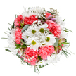 This uplifting Beckton bouquet captures the freshness and vibrancy familiar to residents strolling through New Beckton Park in spring. Crisp white daisies, their golden-green centers shining brightly, are embraced by layers of coral-pink carnations whose ruffled petals add playful depth and gentle softness. Airy clouds of baby's breath interlace the blooms, evoking a sense of lightness that matches the borough's sun-dappled mornings. Nestled among the flowers, buds of alstroemeria with pink and purple markings hint at new life, while eucalyptus and dark green foliage frame the bouquet with both fragrance and natural flair. The entire arrangement is composed in a harmonious circle, its balance and care mirroring the artistry practiced daily by Beckton Flowers. Designed for special moments-whether celebrating a birthday in East Beckton, sending gratitude to a friend, or adding warmth to a family gathering-this bouquet radiates joy and tranquil celebration. Its texture, colour, and gentle scent are a testament to the skill of local florists, making it a beloved choice for those wishing to brighten a home or mark a meaningful occasion in Beckton.